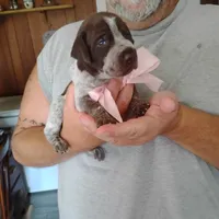 Genevieve, a female German Shorthaired Pointer for sale in Defuniak Springs, FL – 2 of 10