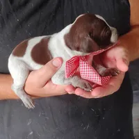 Queen Trigger , a female German Shorthaired Pointer for sale in Defuniak Springs, FL – 5 of 7