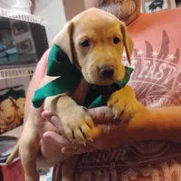 Timmy , a male Labrador Retriever for sale in Defuniak Springs, FL – 3 of 8