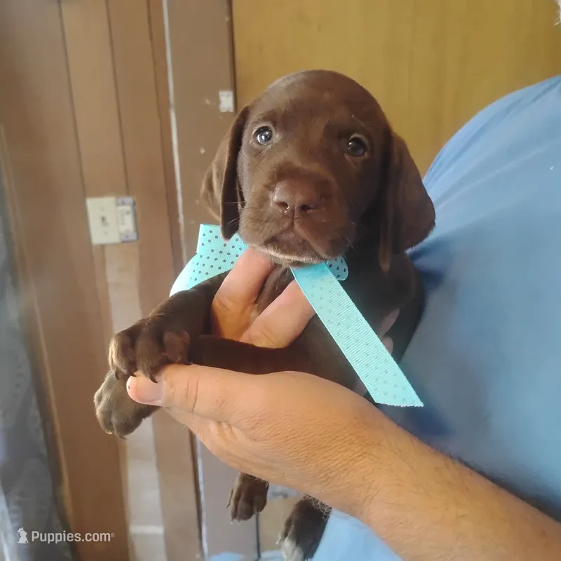 Edward – German Shorthaired Pointer puppy for sale in Defuniak Springs, FL