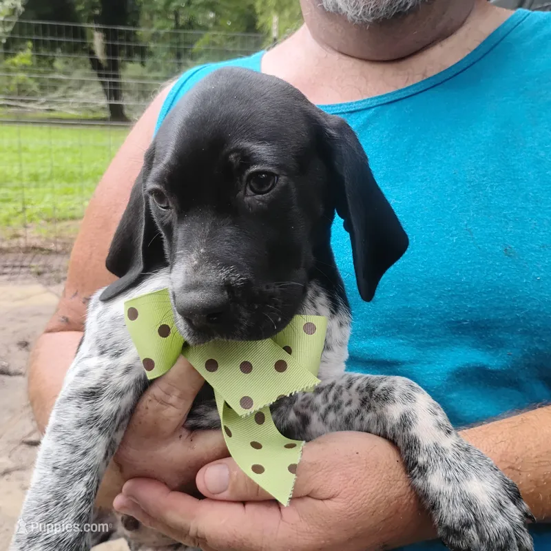 Spumoni  – German Shorthaired Pointer puppy for sale in Defuniak Springs, FL