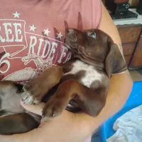Homer , a male German Shorthaired Pointer for sale in Defuniak Springs, FL – 5 of 10