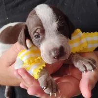 Lady fish , a female German Shorthaired Pointer for sale in Defuniak Springs, FL – 7 of 8
