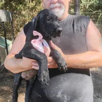 Winnie, a female German Shorthaired Pointer for sale in Defuniak Springs, FL – 4 of 9
