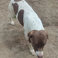 Hank, a male German Shorthaired Pointer for sale in Defuniak Springs, FL – Photo 6 of 8
