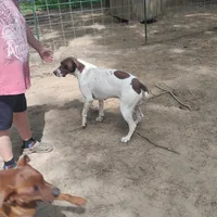Hank, a male German Shorthaired Pointer for sale in Defuniak Springs, FL – Photo 5 of 8