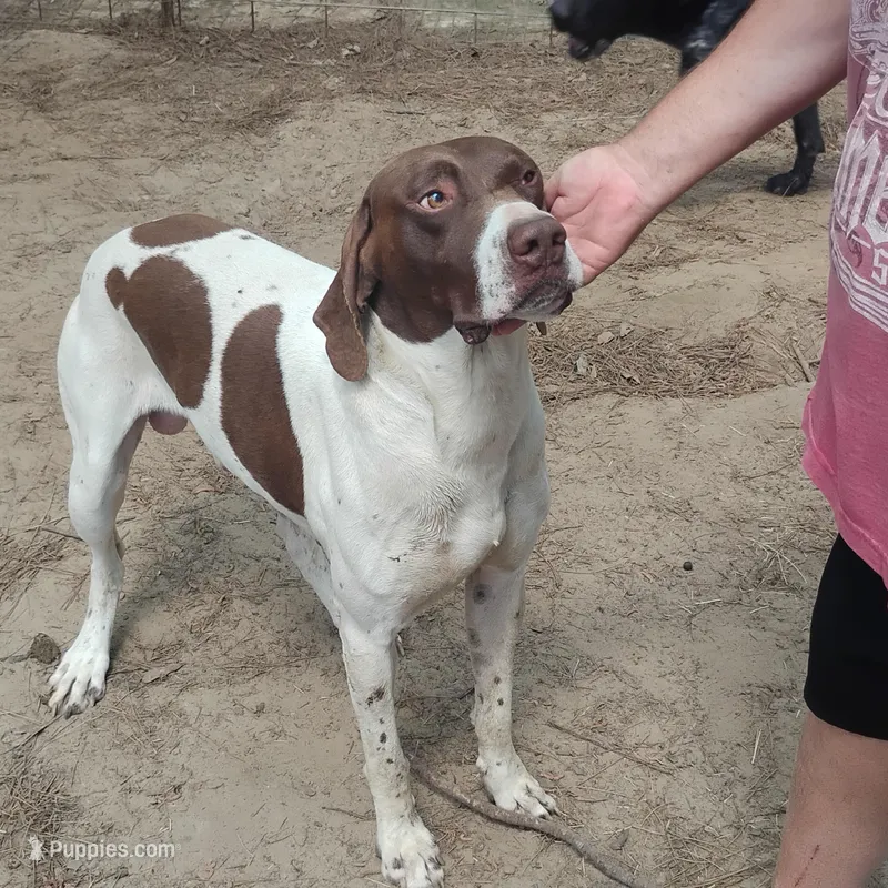 Hank – German Shorthaired Pointer puppy for sale in Defuniak Springs, FL