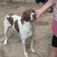 Hank, a male German Shorthaired Pointer for sale in Defuniak Springs, FL – Photo 1 of 8