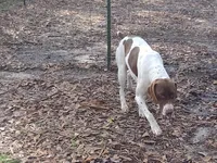 Hank, a male German Shorthaired Pointer for sale in Defuniak Springs, FL – Photo 2 of 2