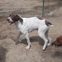 Hank, a male German Shorthaired Pointer for sale in Defuniak Springs, FL – Photo 2 of 8