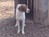 Hank, a male German Shorthaired Pointer for sale in Defuniak Springs, FL – Photo 1 of 2