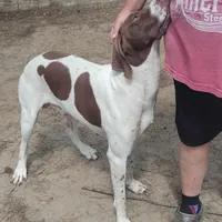 Hank, a male German Shorthaired Pointer for sale in Defuniak Springs, FL – Photo 4 of 8