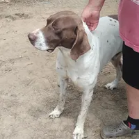 Hank, a male German Shorthaired Pointer for sale in Defuniak Springs, FL – Photo 7 of 8