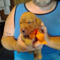 Marty, a male Labrador Retriever for sale in Defuniak Springs, FL – 5 of 7