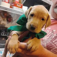 Timmy , a male Labrador Retriever for sale in Defuniak Springs, FL – 2 of 8