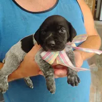 Caramel Sundae, a female German Shorthaired Pointer for sale in Defuniak Springs, FL – 6 of 9