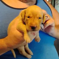 Sammy, a male Labrador Retriever for sale in Defuniak Springs, FL – 6 of 6