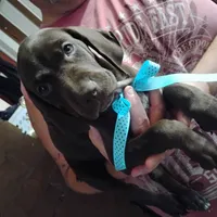 Elmer Fudd , a male German Shorthaired Pointer for sale in Defuniak Springs, FL – 4 of 8