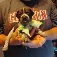 Marvin Martian , a male German Shorthaired Pointer for sale in Defuniak Springs, FL – 7 of 8