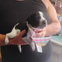 Betsy, a female German Shorthaired Pointer for sale in Defuniak Springs, FL – 9 of 10