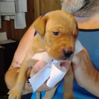 Ollie, a male Labrador Retriever for sale in Defuniak Springs, FL – 5 of 8