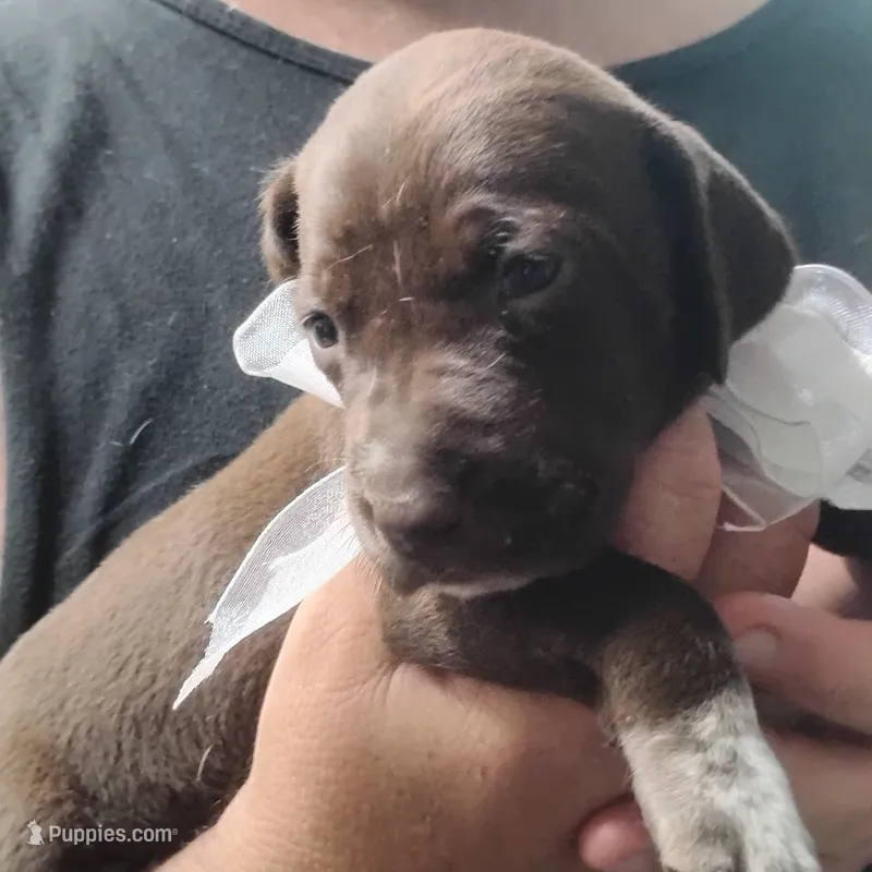 Tweety – German Shorthaired Pointer puppy for sale in Defuniak Springs, FL