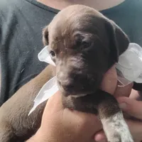 Tweety, a female German Shorthaired Pointer for sale in Defuniak Springs, FL – 1 of 7
