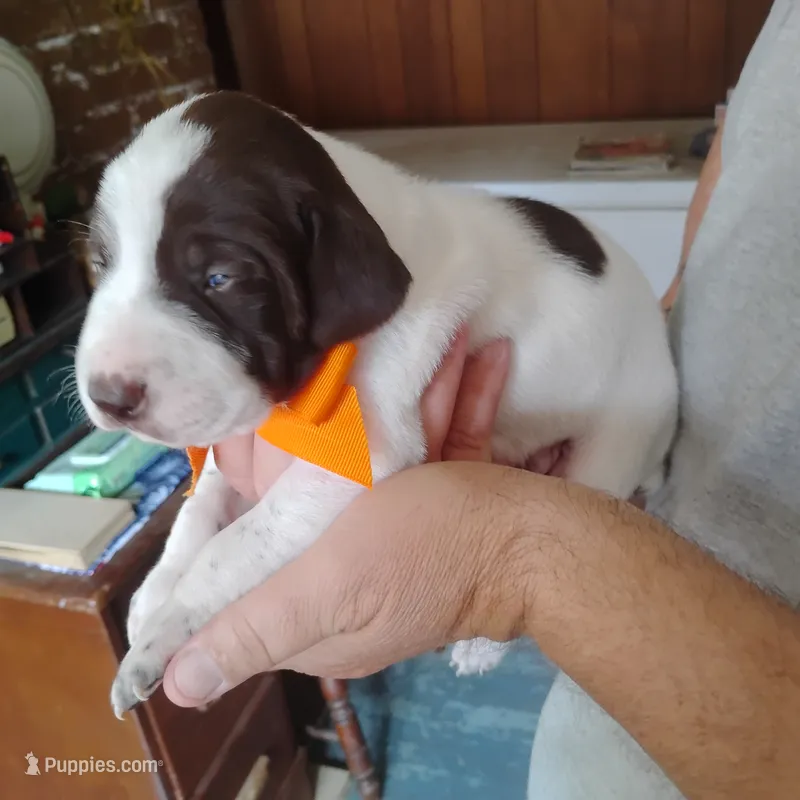 Horace – German Shorthaired Pointer puppy for sale in Defuniak Springs, FL