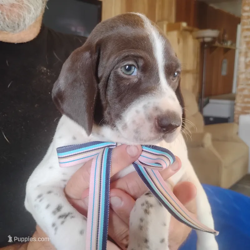 Madilyn – German Shorthaired Pointer puppy for sale in Defuniak Springs, FL