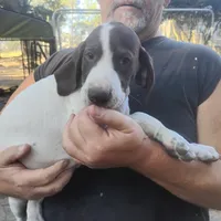 Sebastian , a male German Shorthaired Pointer for sale in Defuniak Springs, FL – 4 of 10