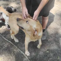 Winston, a male Labrador Retriever for sale in Defuniak Springs, FL – 3 of 4