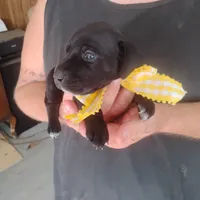 Audrey, a female German Shorthaired Pointer for sale in Defuniak Springs, FL – 4 of 9