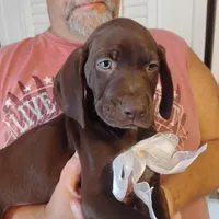 Marlin, a male German Shorthaired Pointer for sale in Defuniak Springs, FL – 2 of 7