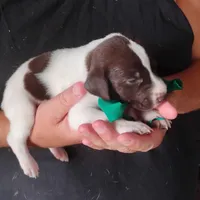 Tuna Fish , a male German Shorthaired Pointer for sale in Defuniak Springs, FL – 4 of 6