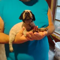 Eddy, a male German Shorthaired Pointer for sale in Defuniak Springs, FL – 3 of 8