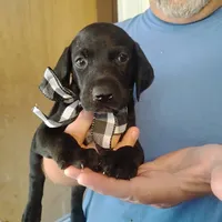 Curtis, a male German Shorthaired Pointer for sale in Defuniak Springs, FL – 5 of 10