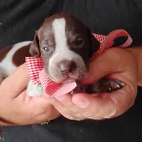Queen Trigger , a female German Shorthaired Pointer for sale in Defuniak Springs, FL – 7 of 7