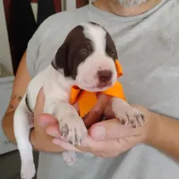 Horace, a male German Shorthaired Pointer for sale in Defuniak Springs, FL – 7 of 8