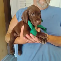 Sigmond , a male German Shorthaired Pointer for sale in Defuniak Springs, FL – 3 of 10