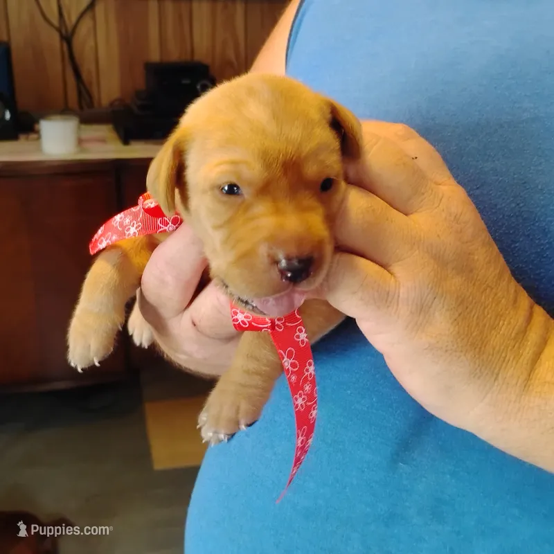 Rose – Labrador Retriever puppy for sale in Defuniak Springs, FL