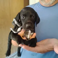 Curtis, a male German Shorthaired Pointer for sale in Defuniak Springs, FL – 8 of 10