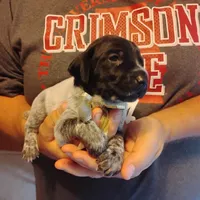 Sylvester, a male German Shorthaired Pointer for sale in Defuniak Springs, FL – 6 of 6