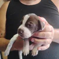 Ricky, a male German Shorthaired Pointer for sale in Defuniak Springs, FL – 6 of 8