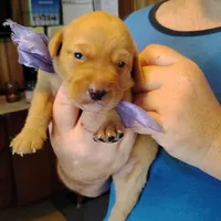 Lilac, a female Labrador Retriever for sale in Defuniak Springs, FL – 6 of 7