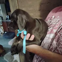 Elmer Fudd , a male German Shorthaired Pointer for sale in Defuniak Springs, FL – 6 of 8