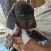 Tweety, a female German Shorthaired Pointer for sale in Defuniak Springs, FL – 2 of 10