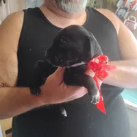 Petunia, a female German Shorthaired Pointer for sale in Defuniak Springs, FL – 5 of 7