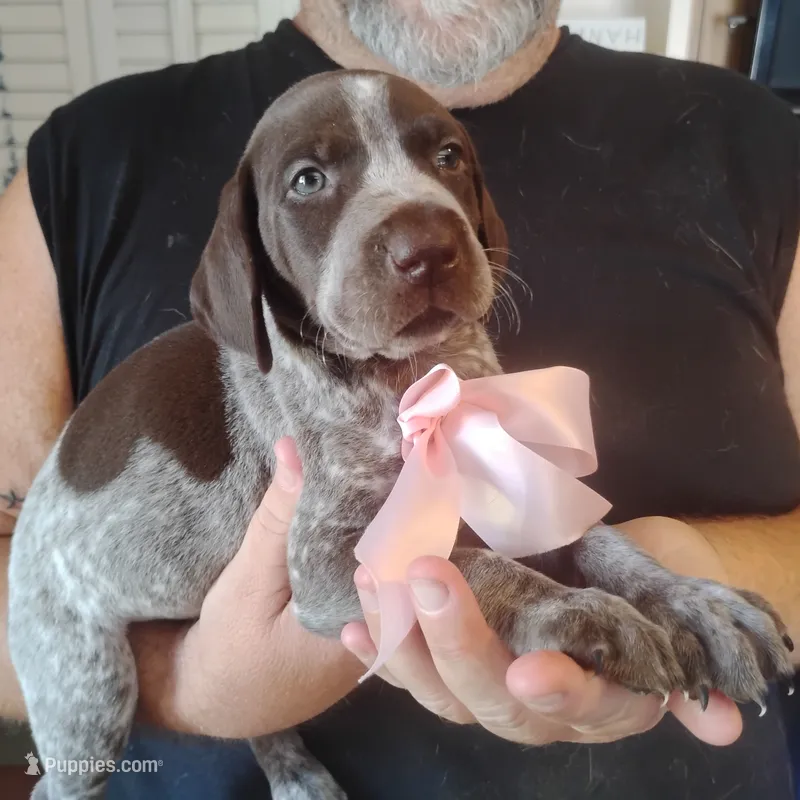 Genevieve – German Shorthaired Pointer puppy on hold in Defuniak Springs, FL