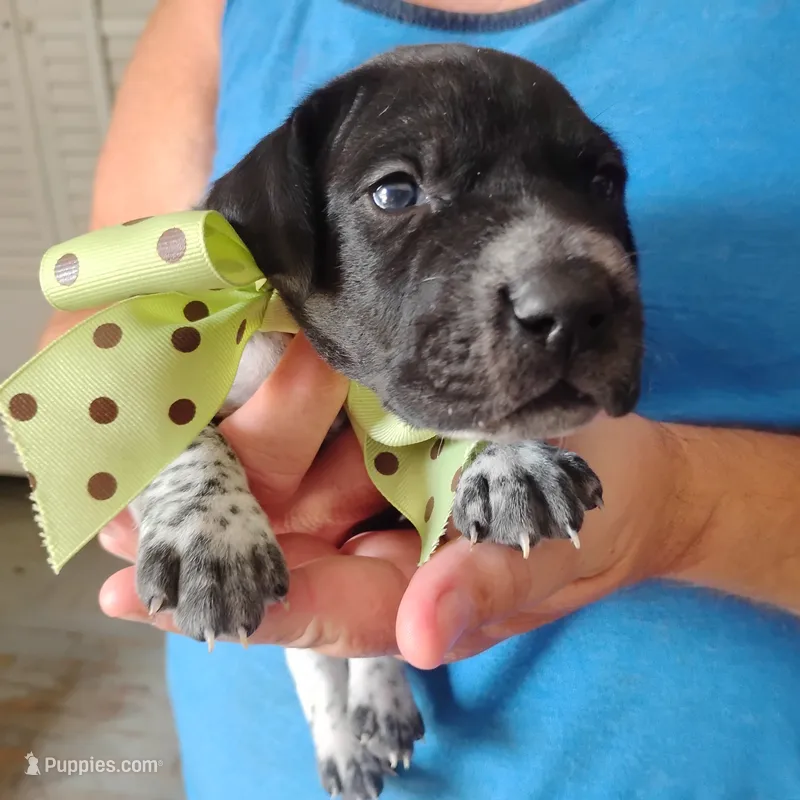 Spumoni  – German Shorthaired Pointer puppy for sale in Defuniak Springs, FL