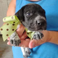 Spumoni , a male German Shorthaired Pointer for sale in Defuniak Springs, FL – 5 of 8